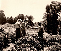 Полевая. Чайная плантация. Чаква. 1961 год